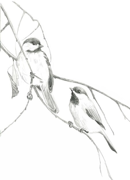 Vector pencil drawing of two tits on a branch
