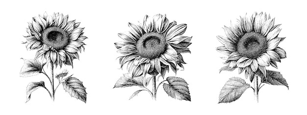 Pencil set of sunflowers on an isolated background Engraved drawing Black and white style