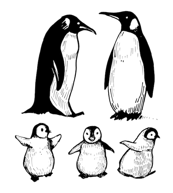 Penguins. hand drawn illustration.