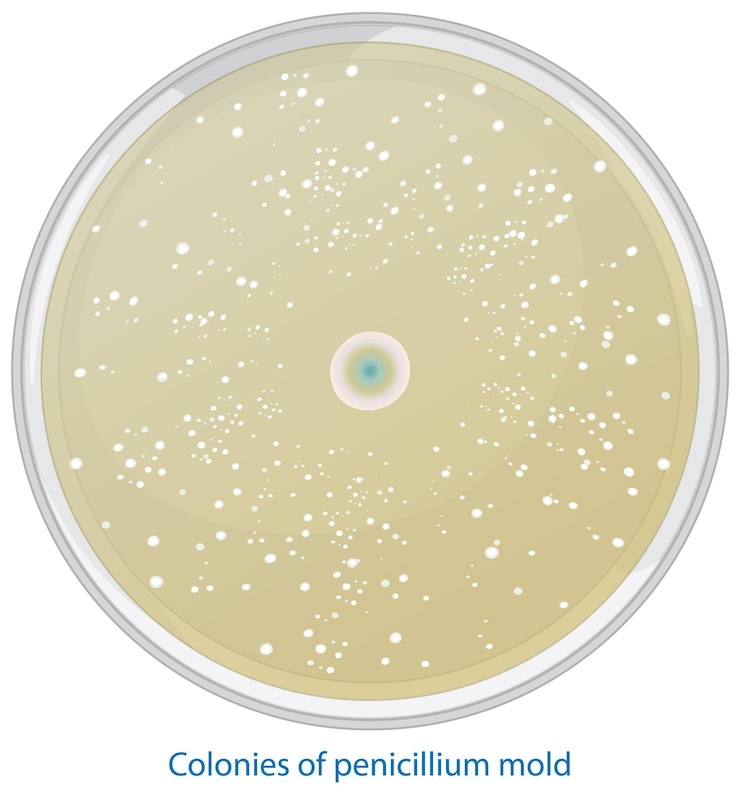 Vector penicillin growth in petri dish