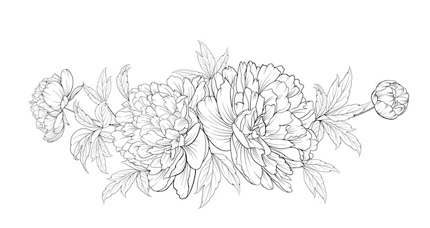 Illustrazione disegnata a mano di peonie