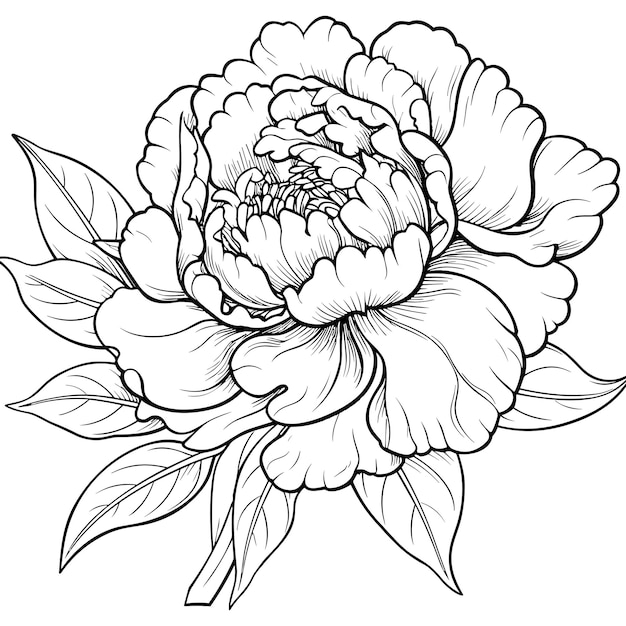 Peonies line art vector illustration set isolated on white flower black ink sketch modern minimalist hand drawn design