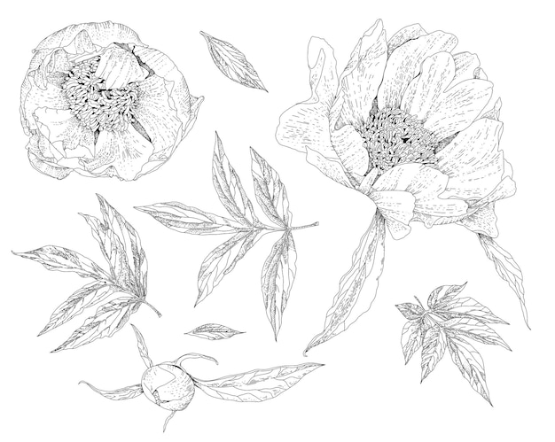 Peonies monochrome sketch outline blooming flora