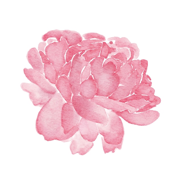 Peonies pink floral watercolor