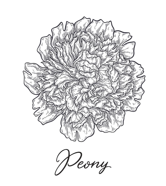 Вектор Цветок пиона, нарисованный линиями черно-белые монохромные графические элементы каракули