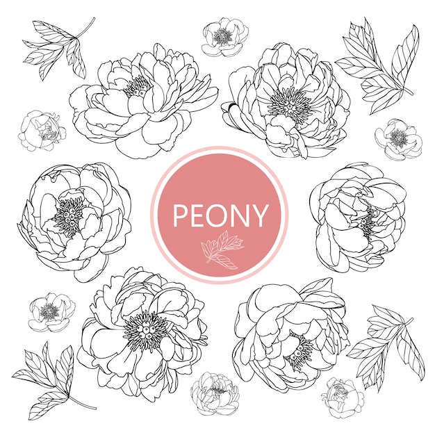 Peony blad- en bloemtekeningen. vintage hand getrokken botanische illustraties.