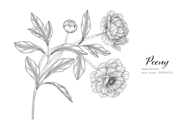Peony bloem en blad hand getekende botanische illustratie met lijntekeningen.