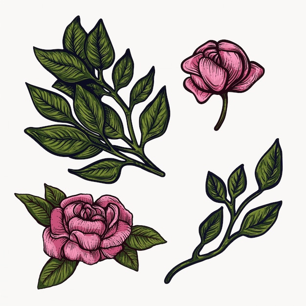 Clipart rosa variopinto isolato disegnato a mano di fioritura dei fiori della peonia.