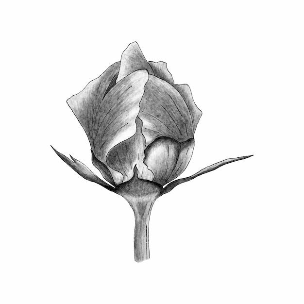 Peony blossom monochrome stylized pencil hand drawn