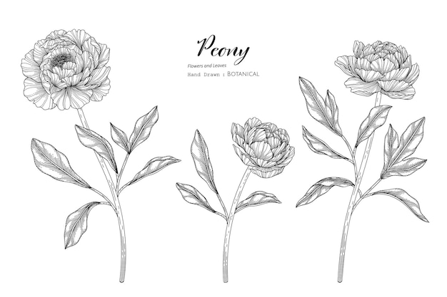 牡丹の花と葉の手描きの植物画と線画。