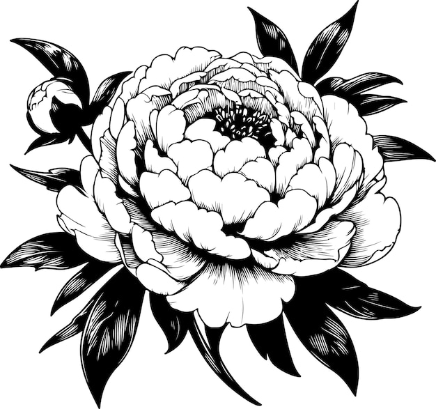 Flore di peonia illustrazione vettoriale a contorno nero libro da colorare