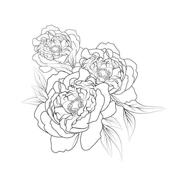 Peony flower bouquets of hand drawn sketch art, vector illustration coloring page and books ink art.