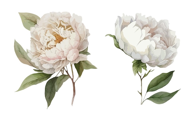 Peony Flower clipart isolated vector illustration