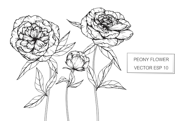 Vector peony flower drawing illustration