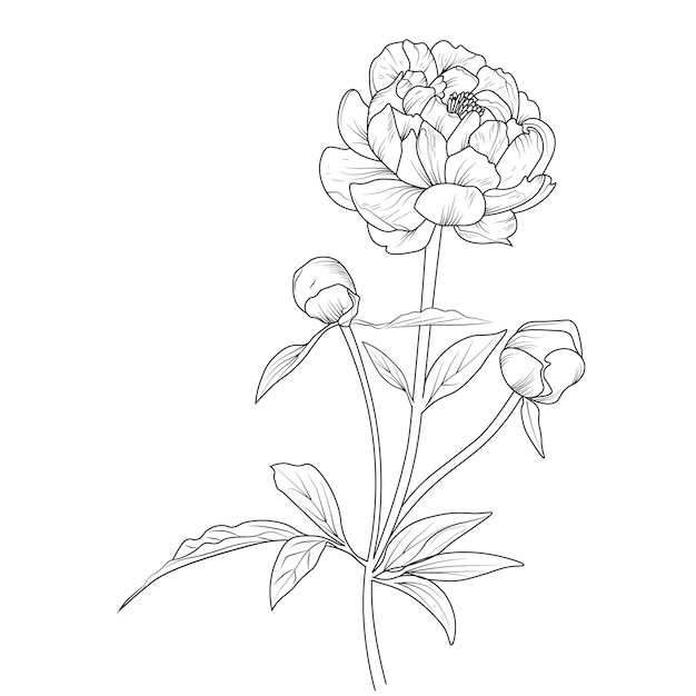 Peony flower drawing vector illustration hand drew pencil art artistic, simplicity coloring page.