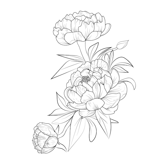 Peony flower drawing vector illustration hand drew pencil art artistic, simplicity coloring page.