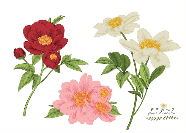 Peony flower drawings.