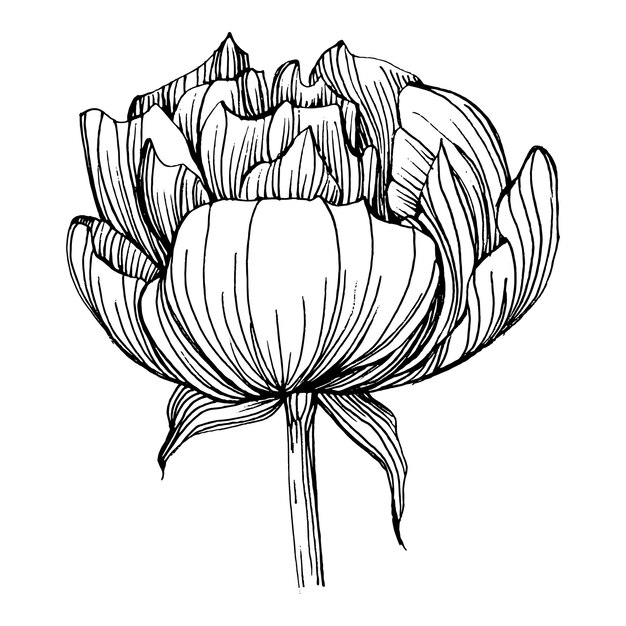 Peony flower, engraving vintage illustration