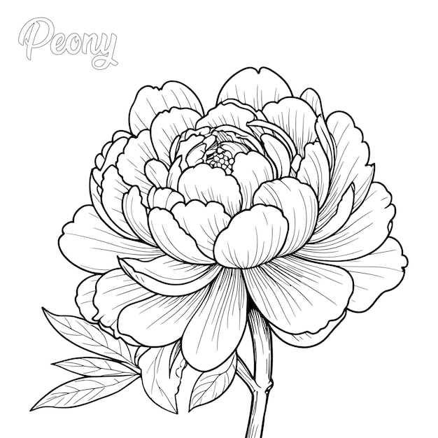 Pagina da colorare disegnata a mano di fiore di peonia e vettore di contorno