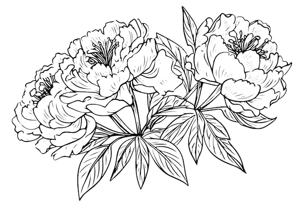 Peony flower and leaves drawing Vector hand drawn engraved ink illustration