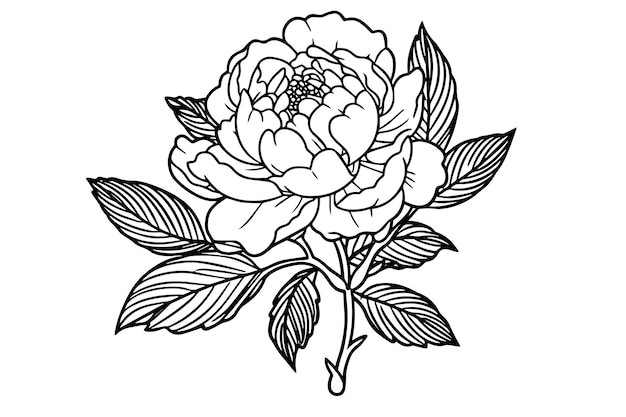 Peony flower and leaves drawing vector hand drawn engraved ink illustration