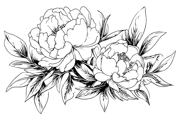 Peony flower and leaves drawing vector hand drawn engraved ink illustration