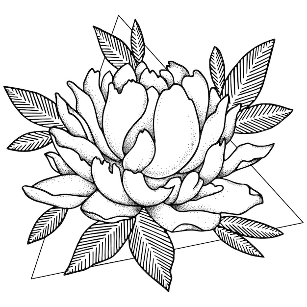 Illustrazione di arte della linea di fiori di peonia