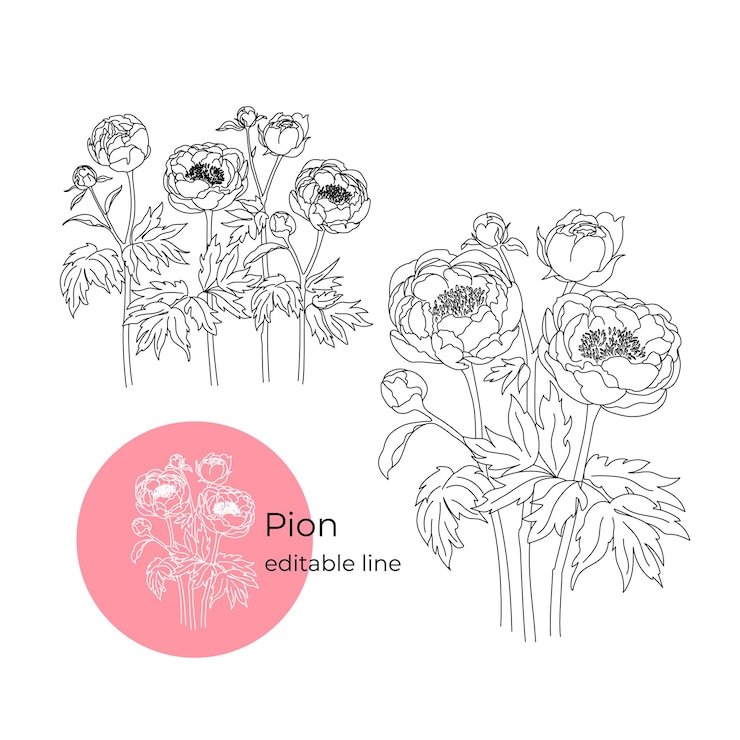 Vector 牡丹の花のミニマルなスタイルの編集可能なライン。