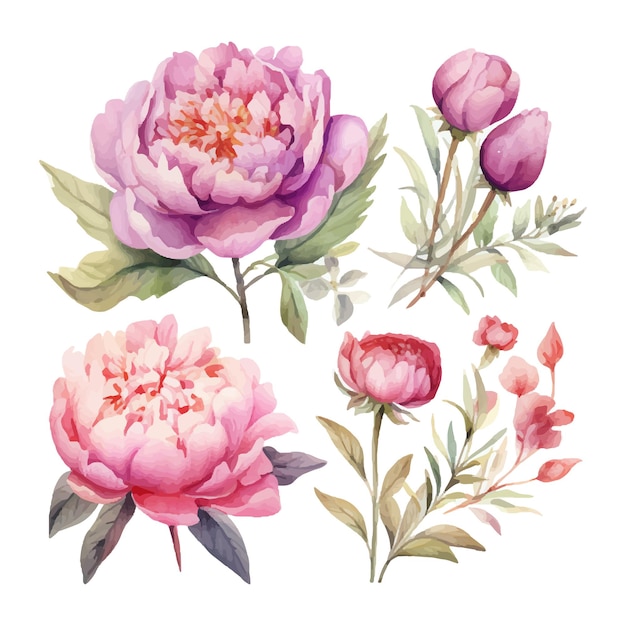 Vettore set di fiori di peonia illustrazione vettoriale ad acquerello