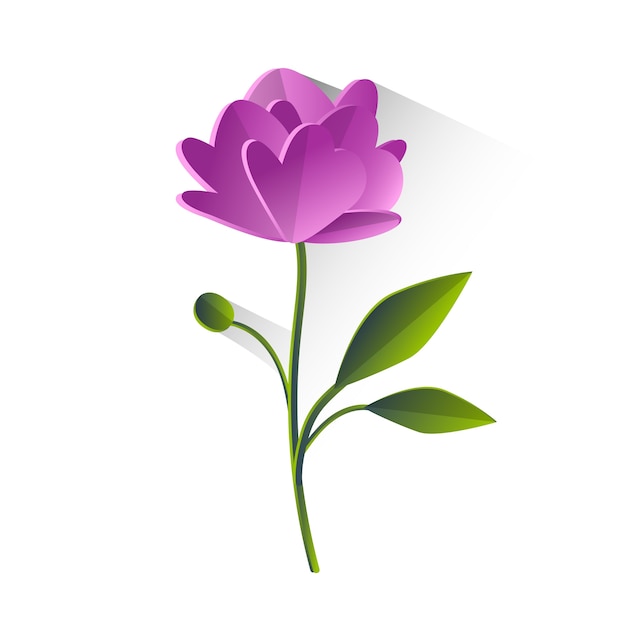 Peony Flower Violet Green Leaf Isolated