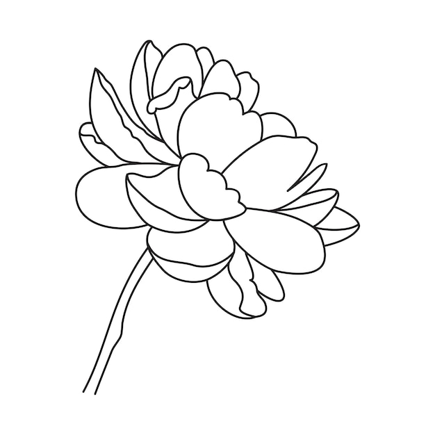 Peony flower white black line logo sketch tattoo wedding