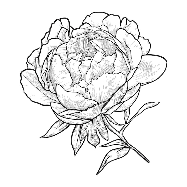 Vector peony flower with leaves isolated on white background hand drawn vector illustration