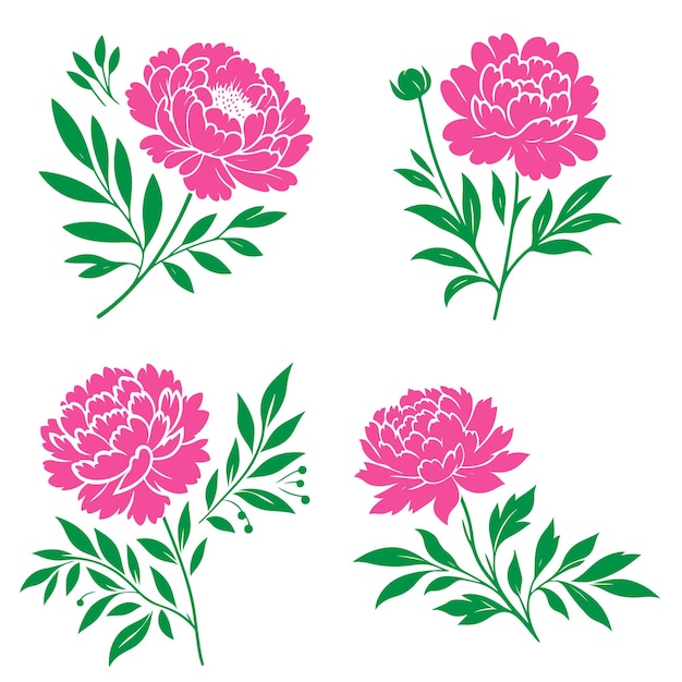 Vector peony flowers collection