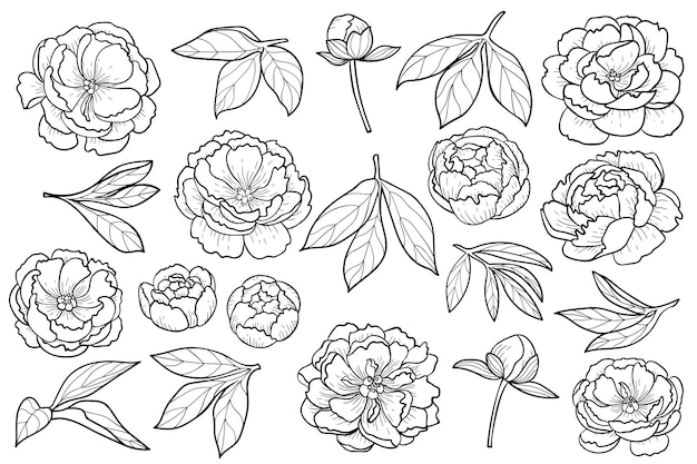 Peony flowers and leaves set floral outline collection for romantic composition and coloring books