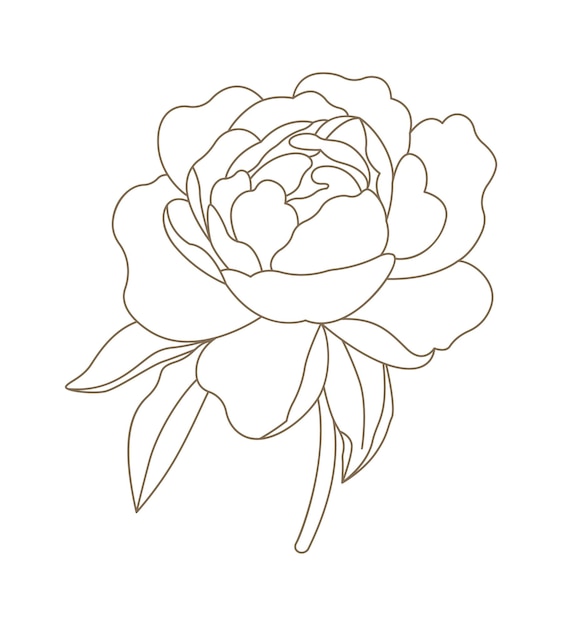 Peony flowers in line art style Contemporary floral design