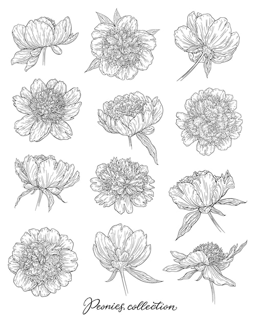 Vector peony flowers set hand drawn in lines