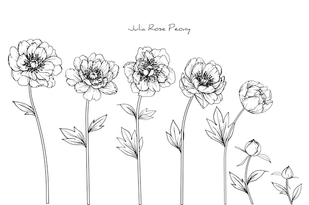 Peony julia rose blad- en bloemtekeningen. vintage hand getrokken botanische illustraties.