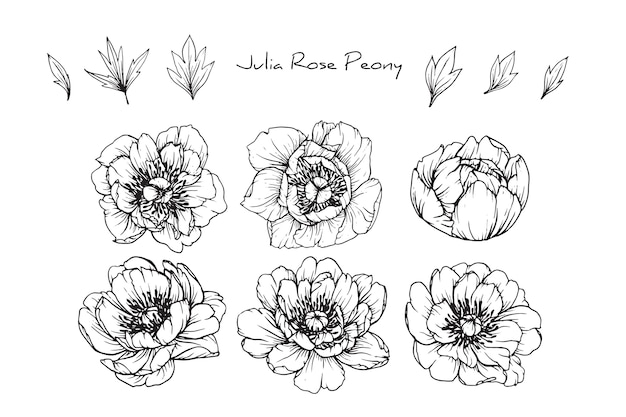 Peony julia rose blad- en bloemtekeningen. vintage hand getrokken botanische illustraties.