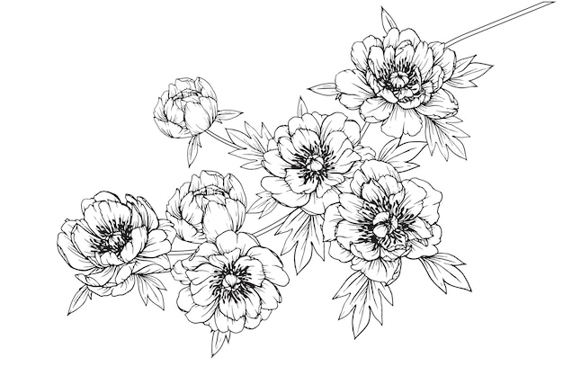 Peonia julia rose disegni di foglie e fiori. illustrazioni botaniche disegnate a mano dell'annata.