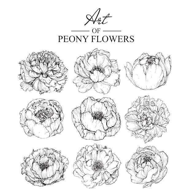 Vettore disegni di foglie e fiori di peonia. illustrazioni botaniche disegnate a mano dell'annata. vettore.