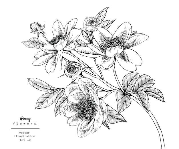 Peony Leaf and flower drawings