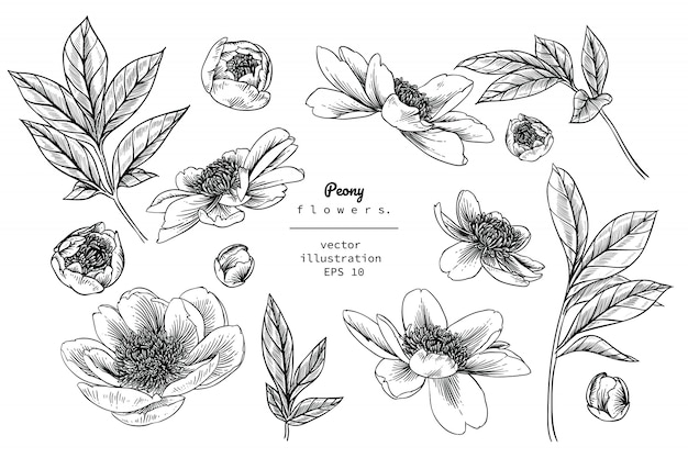 Peony Leaf and flower drawings