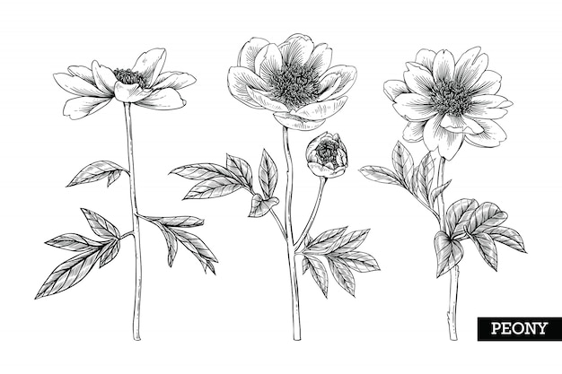 Peony leaf and flower drawings