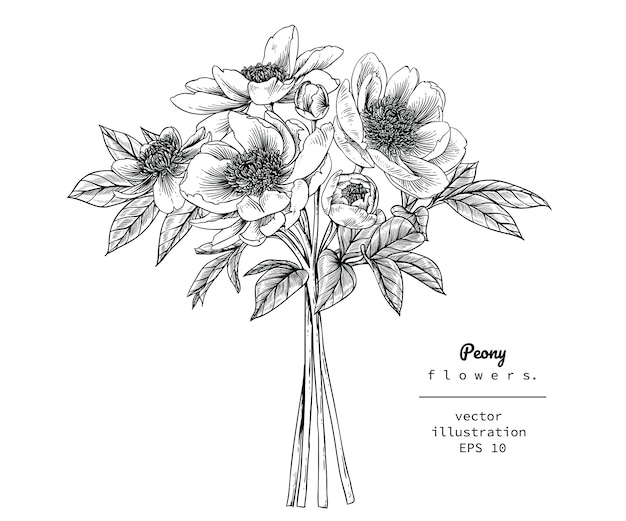 Peony leaf and flower drawings