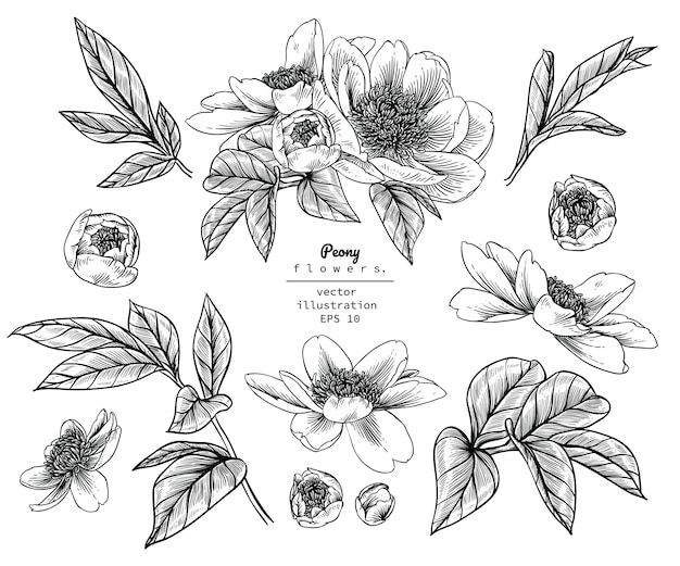 Vector peony leaf and flower drawings