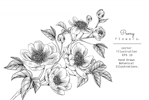 Peony Leaf and flower drawings