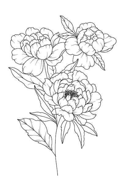 Vettore disegno in linea di peonia bouquet di fiori bianchi e neri pagina da colorare flower line art fine line illustrazione di peonia fiori disegnati a mano colorazione botanica fiori per inviti a nozze