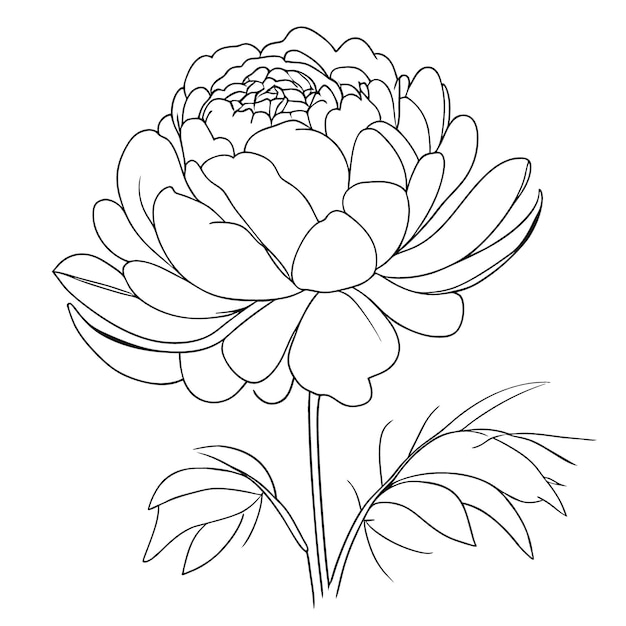 Peony vector illustration line art