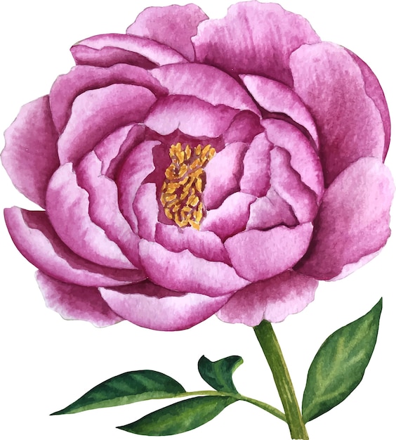 Vettore acquarello di peonia