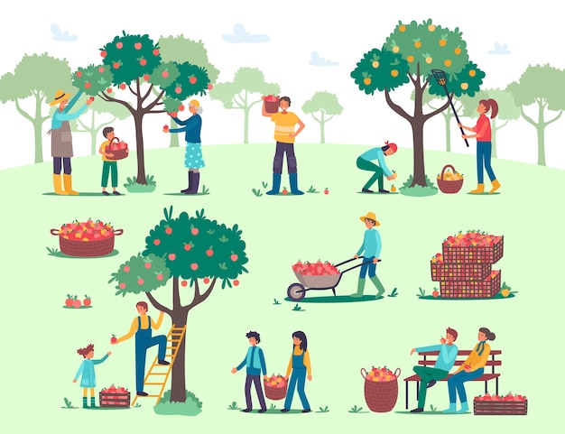 People harvesting picking apples in farm garden illustration